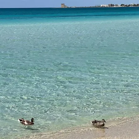 Salento *